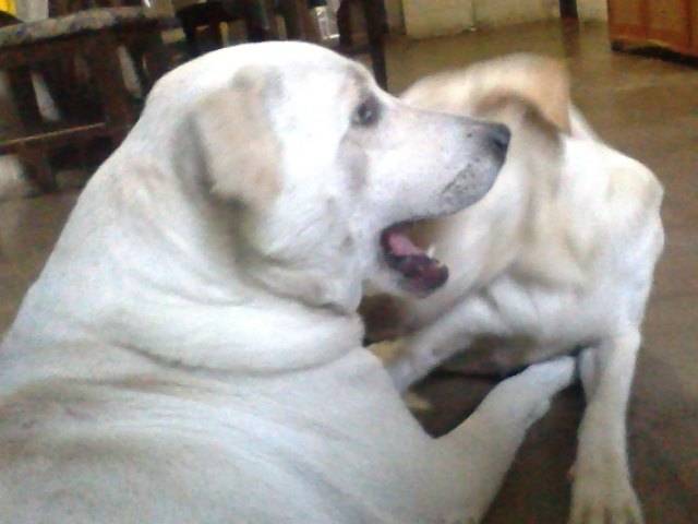 Lucas - Labrador Retriever Mâle (1 an)