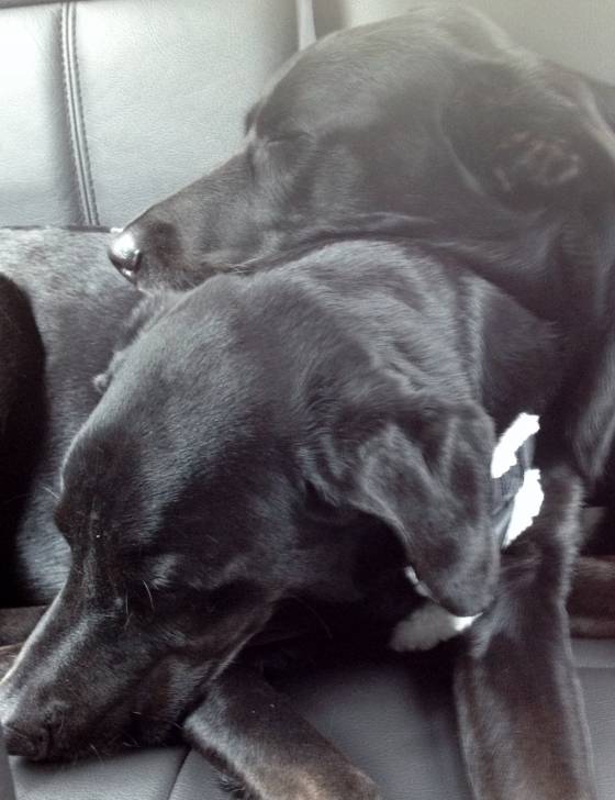 Hope and Sophie - Labrador Retriever