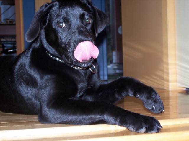 mima - Labrador Retriever Mâle (4 mois)