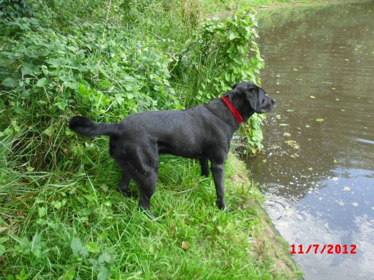 George - Labrador Retriever Mâle (3 ans)