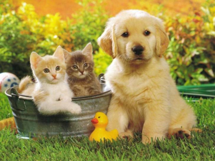 lia - Labrador Retriever (2 mois)