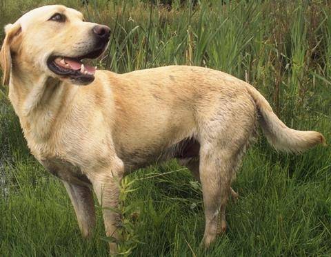 némo lors d'une balade dans la forêt - Labrador Retriever Mâle (2 ans)