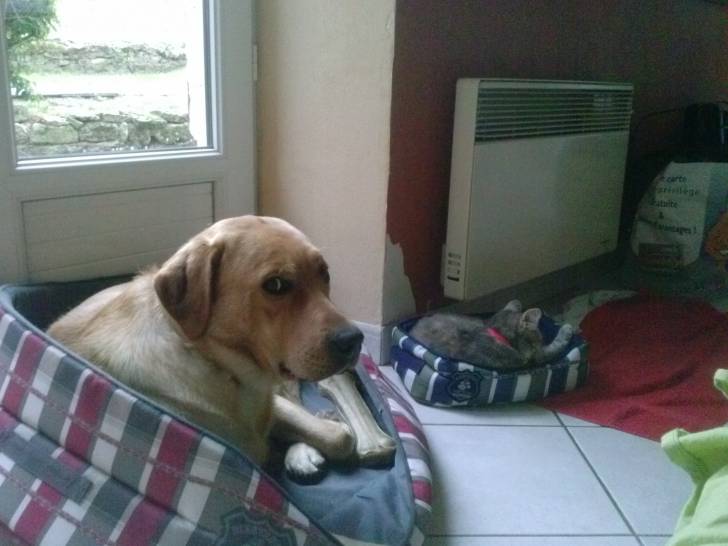 gabychou - Labrador Retriever Mâle (2 ans)