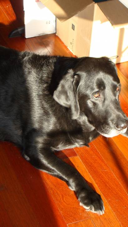 willy - Labrador Retriever Mâle (11 ans)