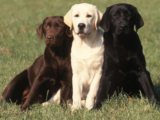 Mes 3 petits chéris - Labrador Retriever Mâle (2 ans)