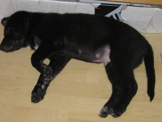 Tobby - Labrador Retriever Mâle (3 mois)