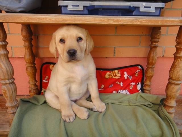 Kimba - Labrador Retriever (2 mois)