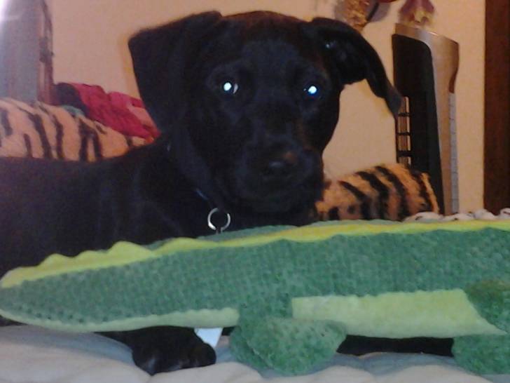 Midas - Labrador Retriever Mâle (7 mois)