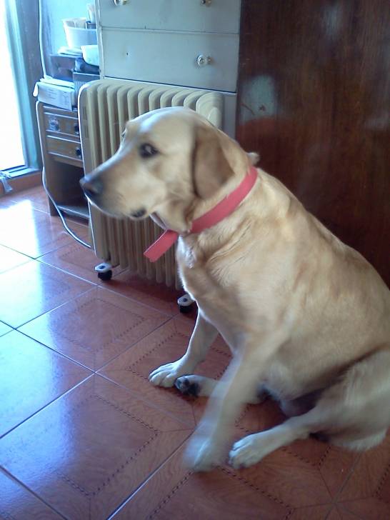 galo - Labrador Retriever Mâle (2 ans)