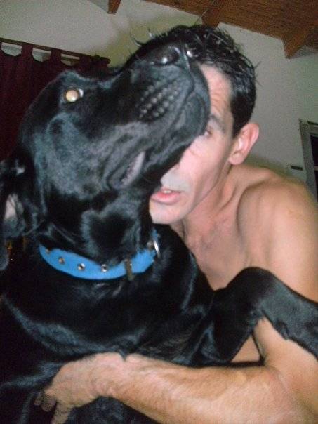 ariana - Labrador Retriever (5 ans)