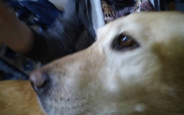 Angel - Labrador Retriever