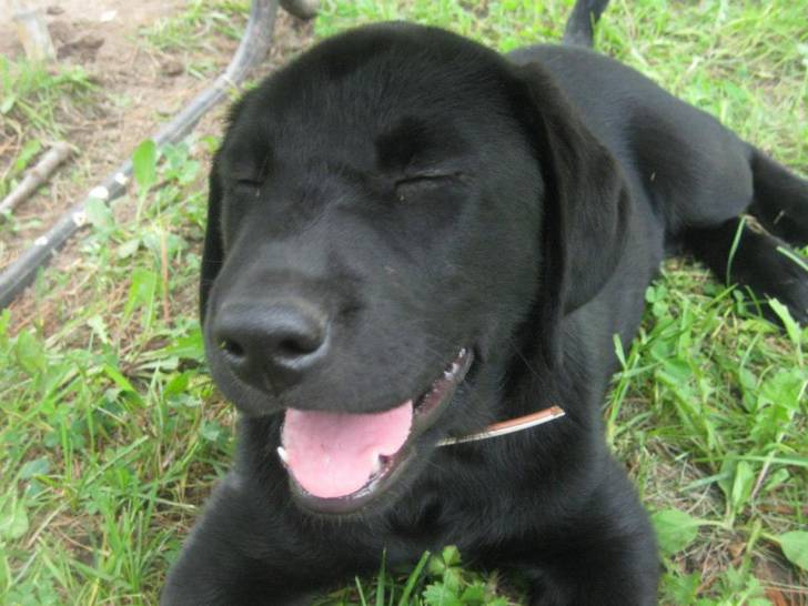 Rascal - Labrador Retriever Mâle (2 ans)