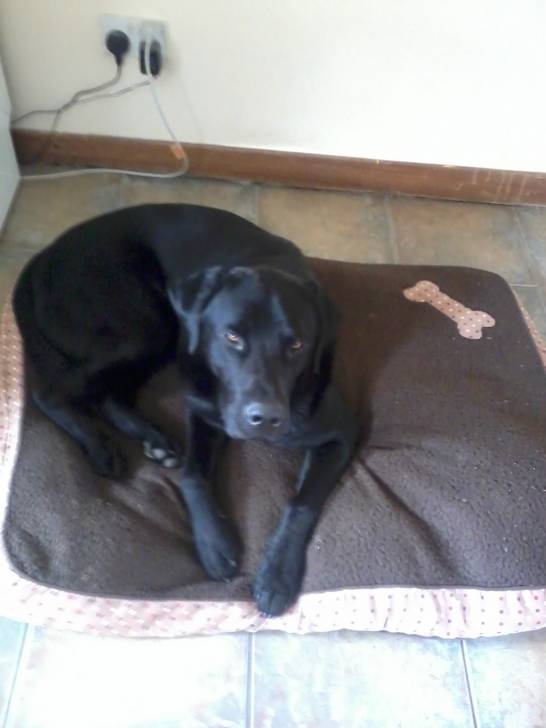 bodie - Labrador Retriever Mâle (2 ans)