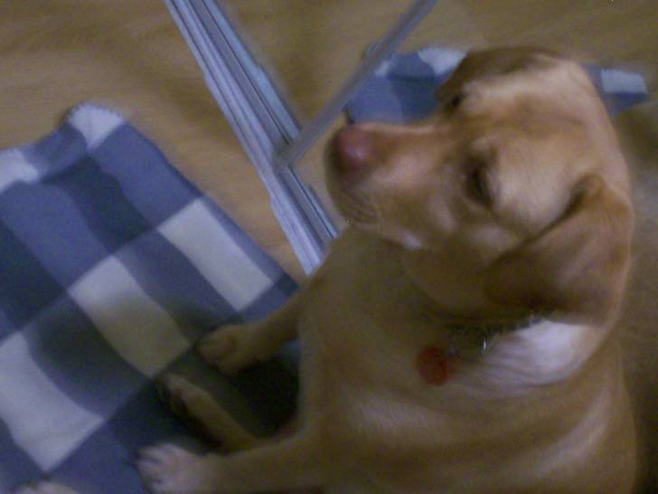 Loussy - Labrador Retriever (5 ans)