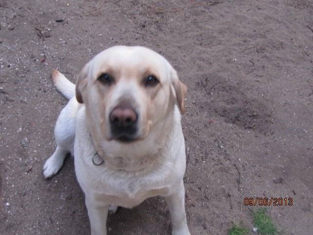 Miranda - Labrador Retriever (3 ans)
