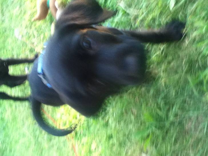 Eleanor*Cousins Dog* - Labrador Retriever (6 mois)