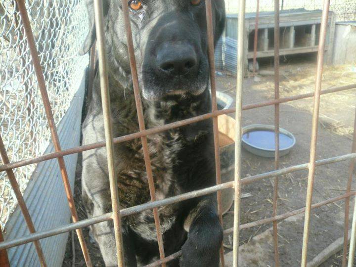 cricket - Labrador Retriever (8 ans)