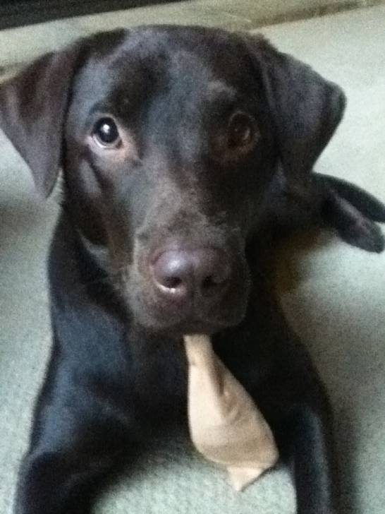 Sachi - Labrador Retriever (2 ans)