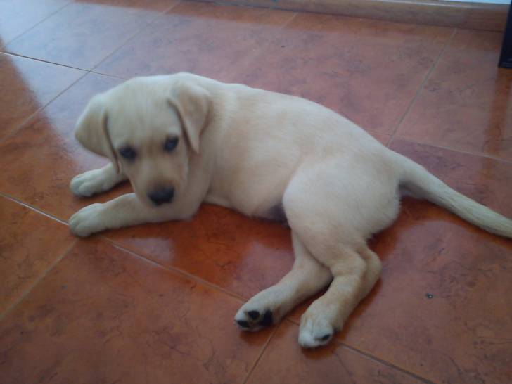 Agus - Labrador Retriever (10 ans)