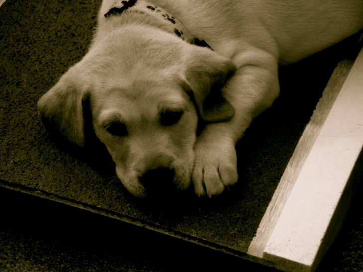 ILOS - Labrador Retriever Mâle (5 mois)