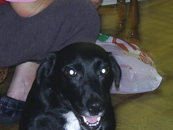pinky - Labrador Retriever (9 ans)
