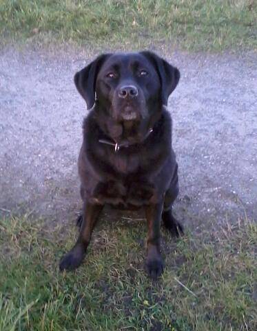 Luna - Labrador Retriever (5 ans)