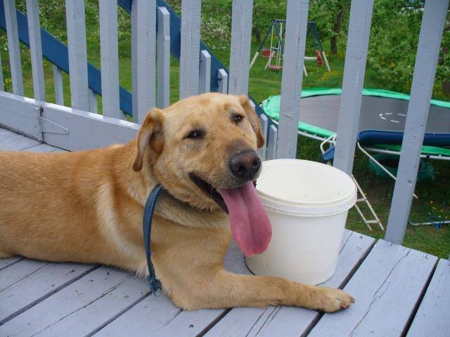 Fiona - Labrador Retriever (3 ans)