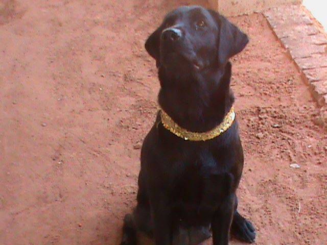 Brizza - Labrador Retriever (1 an)