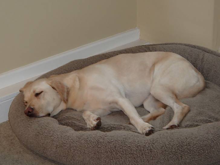 Mollie - Labrador Retriever (4 ans)