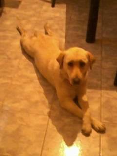 Gorda - Labrador Retriever (4 ans)
