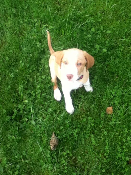 eden - Labrador Retriever (5 mois)