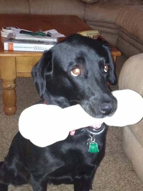Maysie - Labrador Retriever (4 ans)