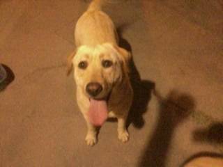 Gorda - Labrador Retriever (4 ans)