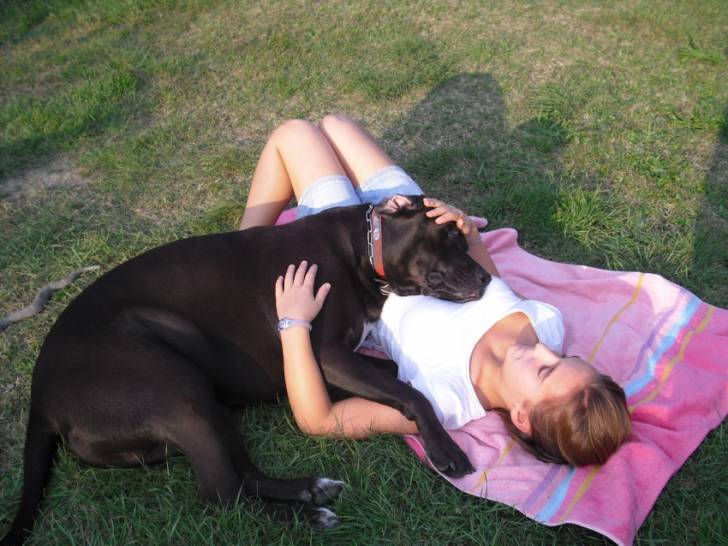 spider - Labrador Retriever Mâle (3 ans)