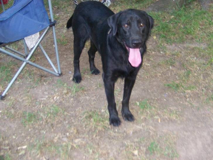 max - Labrador Retriever Mâle (2 ans)