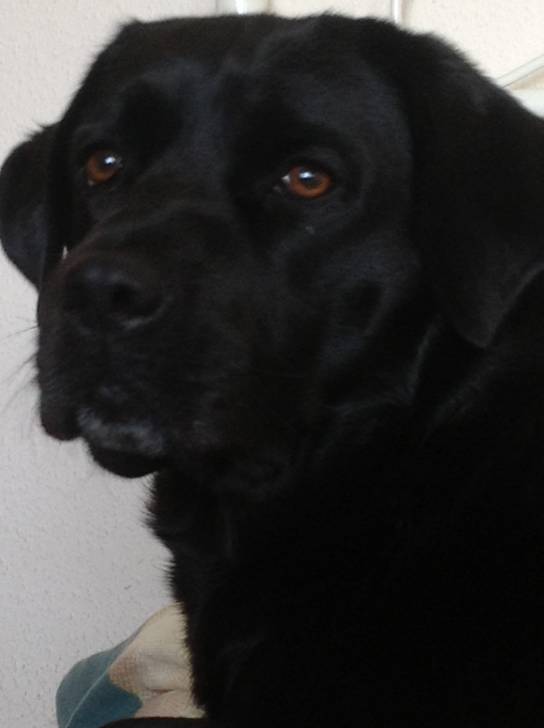 ........ - Labrador Retriever Mâle (4 ans)