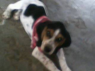 sharid - Labrador Retriever (2 ans)