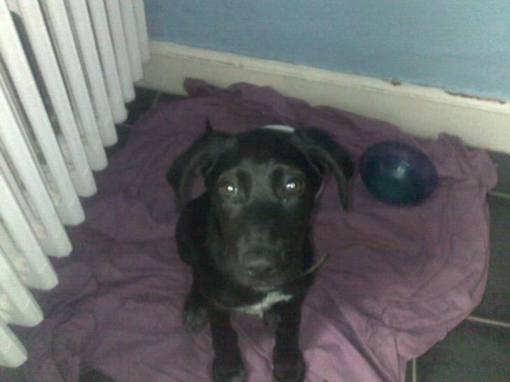 tynna - Labrador Retriever (7 mois)