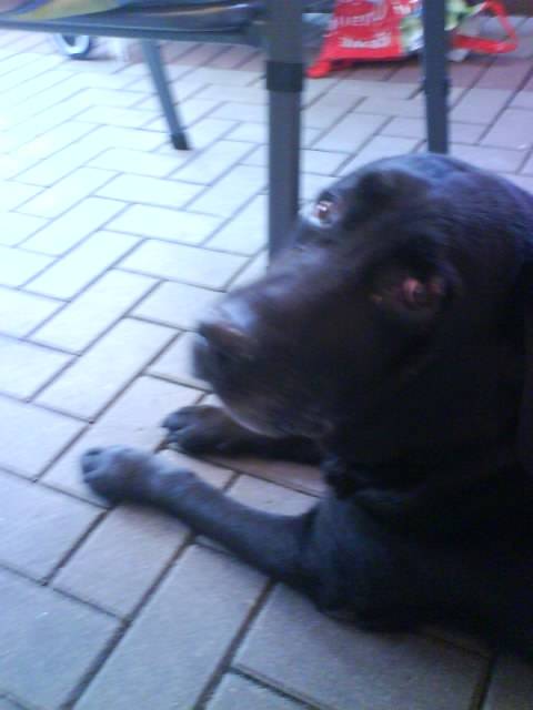 Bexter - Labrador Retriever Mâle (14 ans)