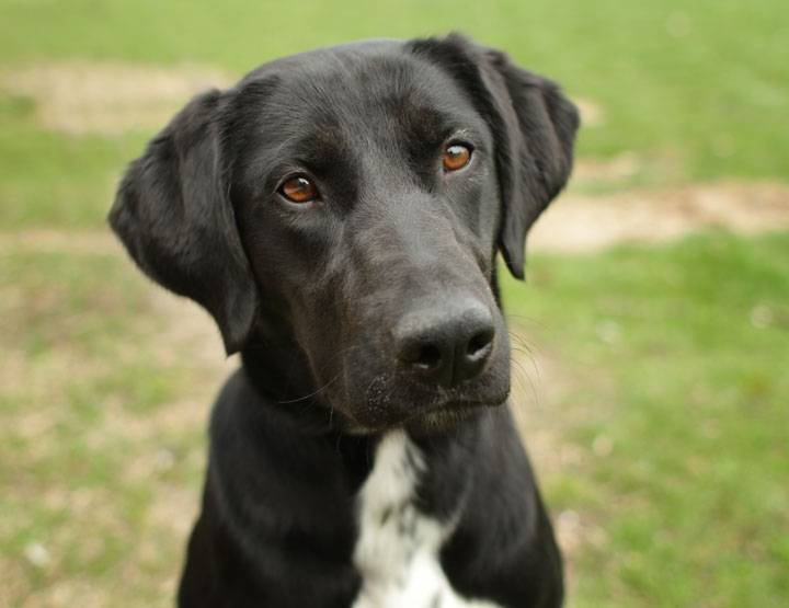 Bella - Labrador Retriever (3 ans)