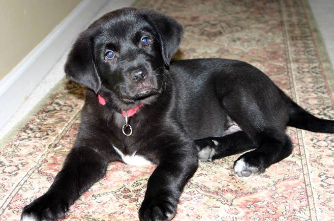 Max 2013 - Labrador Retriever Mâle (6 mois)