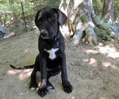 Max - Labrador Retriever Mâle (1 an)
