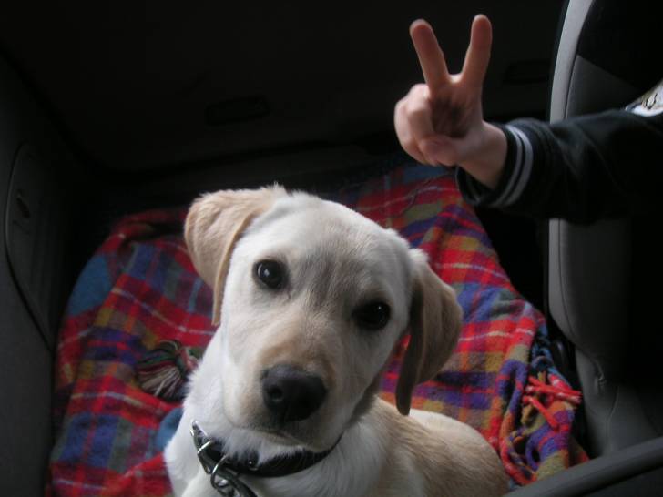 Bi - Labrador Retriever (4 mois)