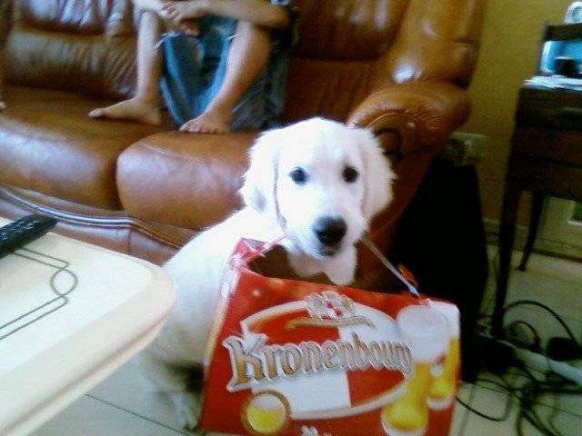 erby - Labrador Retriever Mâle (1 an)
