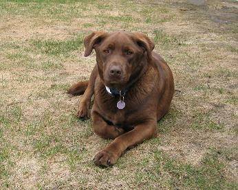 cookie - Labrador Retriever Mâle (3 mois)
