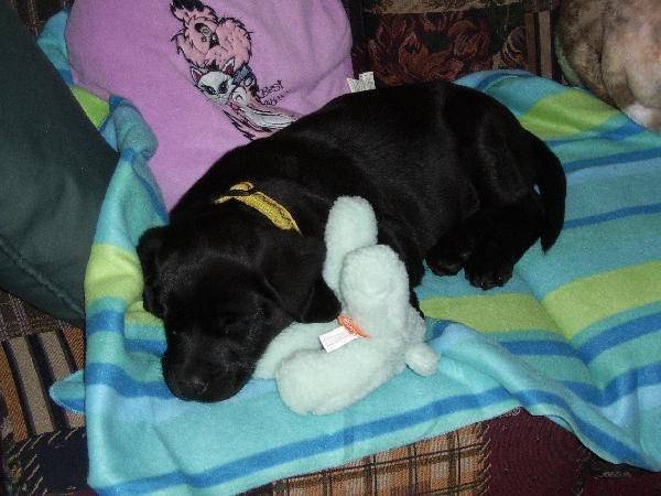 mackie - Labrador Retriever Mâle (1 mois)