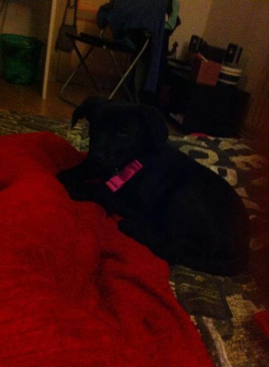 ina - Labrador Retriever (5 mois)