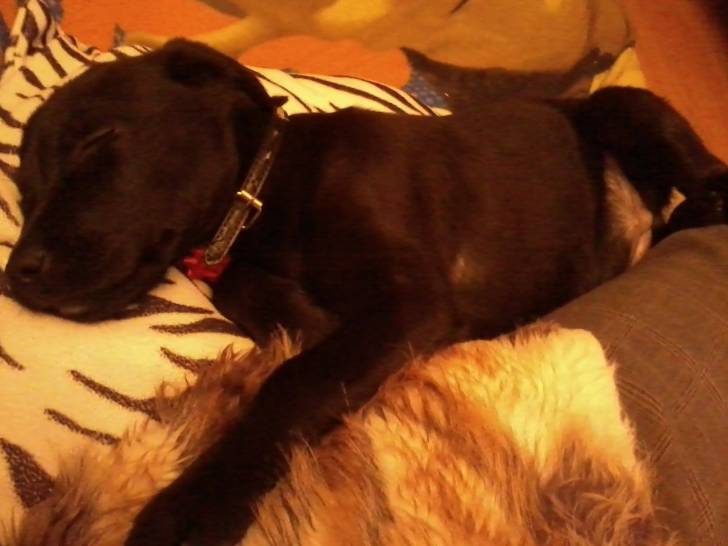 ina - Labrador Retriever (5 mois)