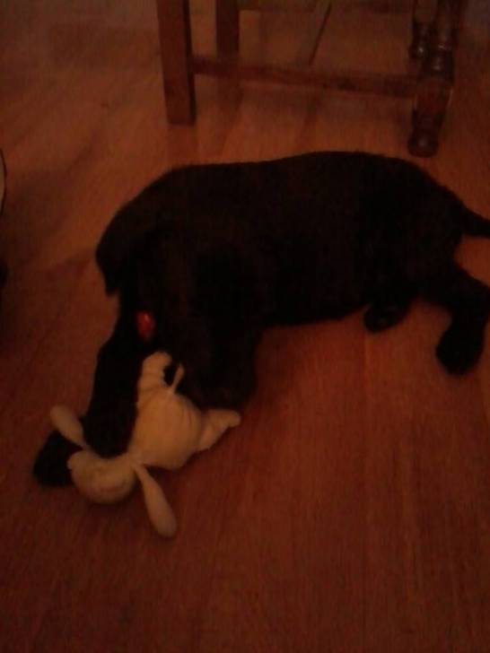 ina - Labrador Retriever (5 mois)
