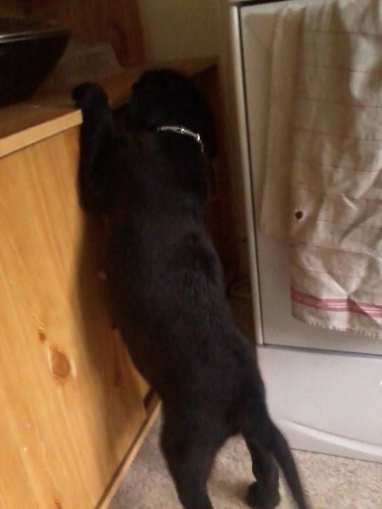 ina - Labrador Retriever (5 mois)